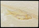 Bargain Knightia Fossil Fish - Wyoming #42429-1